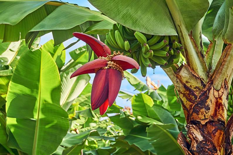 Alternativa inaspettata alla carne: i fiori di banana sono così diversi e salutari